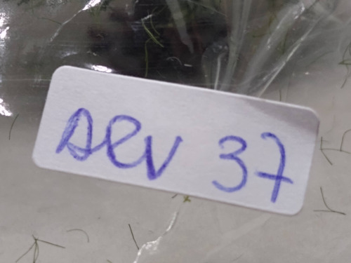 Imagen 7 de 7 de Nico Pino Metal Y Fibra 11 Cms De Alto Salvat Ho (arv 37)