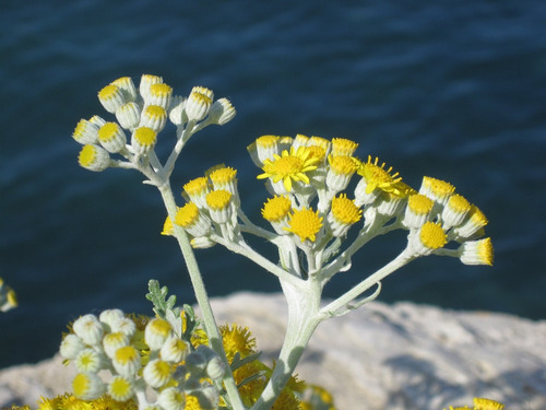 Helichrysum Italicum Hierba Inmortalidad 1 Planta De 30a40cm