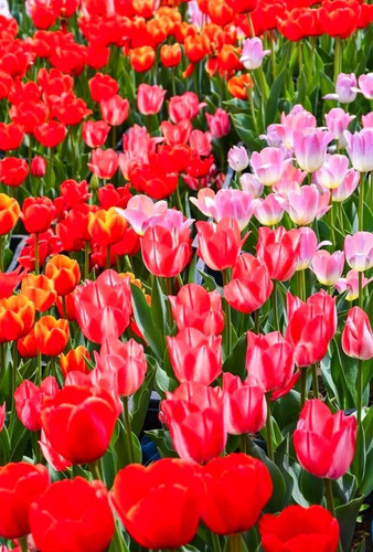 Semillas De Tulipán Raro En Maceta
