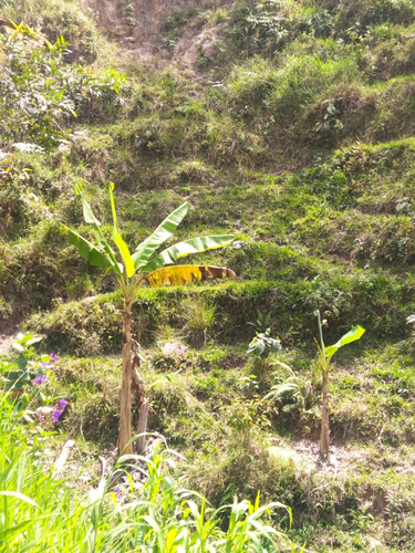 Finca De Poco Más De 5 Hectáreas En Concepción, Antioquia 