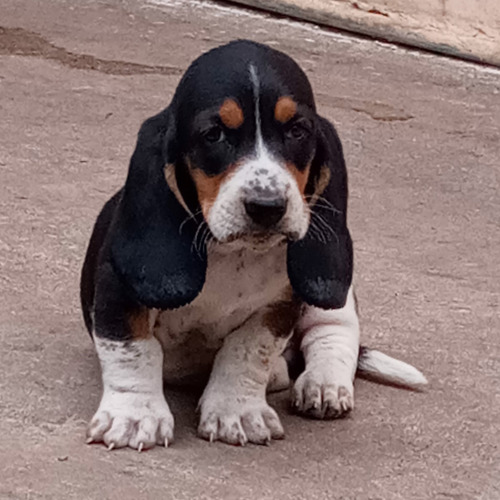 Cachorros Basset Hound. Raza Pura