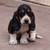 Comprar Cachorros Basset Hound. Raza Pura
