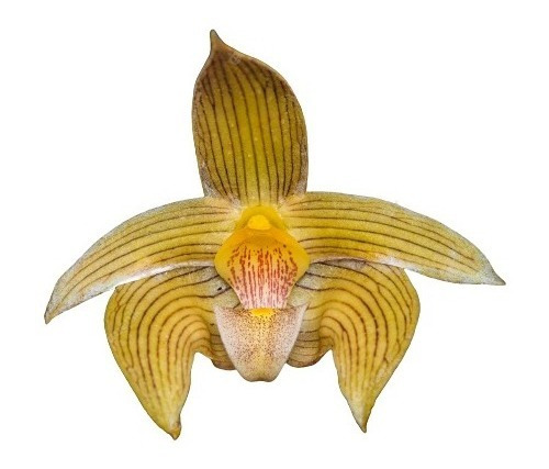 Orquídea Bulbophyllum Siamense Planta Rara Flor Dourada !!!