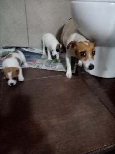 Cachorros Jack Russell  (9/1/7/5/0/6/0/1/5)