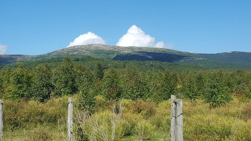 Sierra De Las Animas 401ha Forestadas Con Muy Buen Casco A Minutos Del Mar