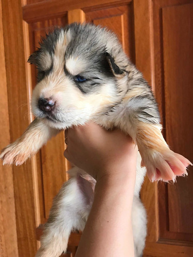 Imagem 4 de 5 de Lindos Filhotes De Husky Siberiano Wooly