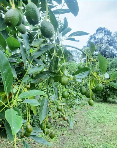 Excelente Finca Productora De Aguacate
