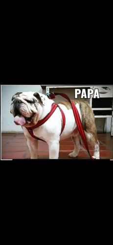 Imagen 4 de 5 de Cachorra Bulldog Ingles Con Certificado De Registro Fcv