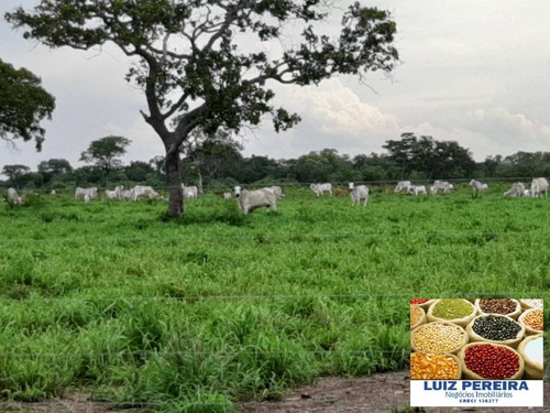 Imagem 2 de 15 de Fazenda À Venda No Vale Do Araguaia/marianópolis - To (dupla Aptidão) - 1690
