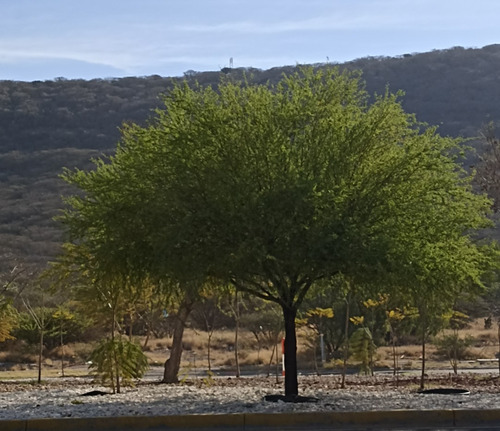 Mezquite, Prosopis Glandulosa, 500 Semillas, Nv