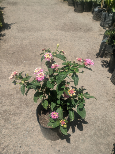 Lantana Camara - Planta Nativa De Pleno Sol - Maceta 3 Lts