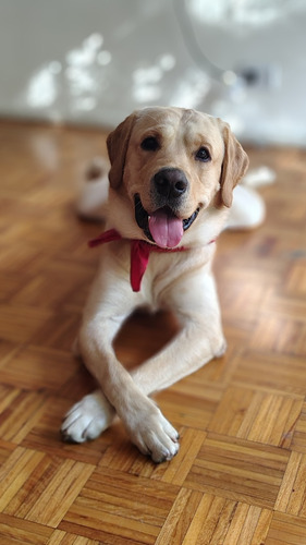 Buscamos Novia Labradora Para Perro Labrador Americano