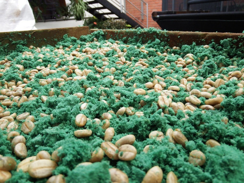 Imagen 4 de 5 de Germinador Terra