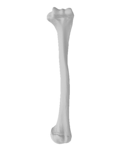Modelo Anatomico Educativo Humero Impreso En 3d