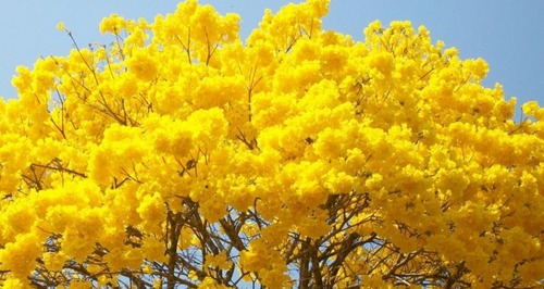 50 Sementes Ipê Amarelo Bola Flores Sítio Casa Jardim Rua | MercadoLivre