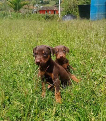 Cachorros Doberman 