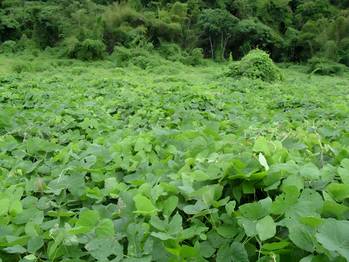 Mucuna Preta - Recuperação De Solo E Nutrição Animal 2 K