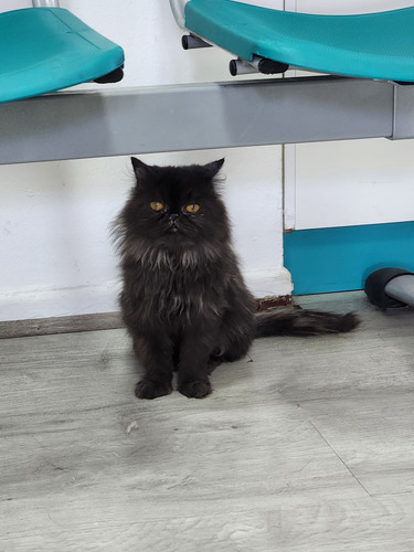 Ultima Gatita Hembra Persa Benkatsen Cattery