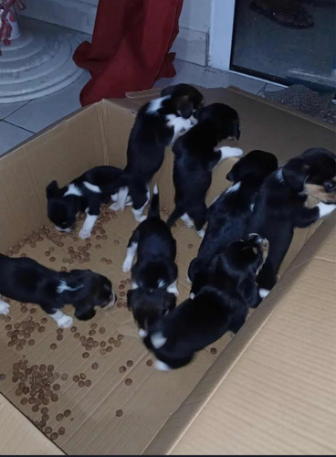 Filhotes De Beagle (bigou)