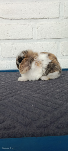 Conejitos Holland Lop, O Belier Enano (Usado)