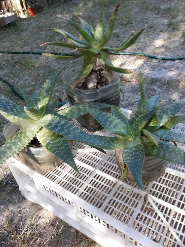 Imagen 3 de 3 de Planta De Aloe Vera Medicinal