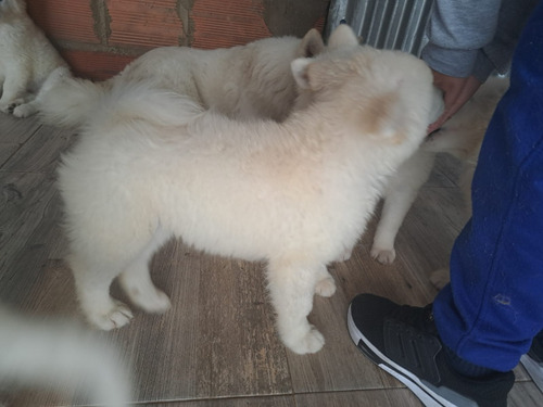 Disponible Cachorros Samoyedo 