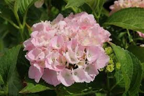 Hortensia Rosada X 2 U. Decojardin Vivero A Tu Medida