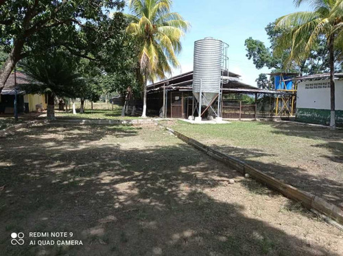 Finca De 12 Hectareas De Gallinas Ponedoras En Villa De Cura