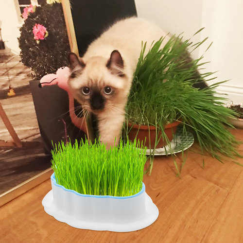 Maceta Hidropónica De Hierba Para Gatos Y Hierba Gatera, 2 U