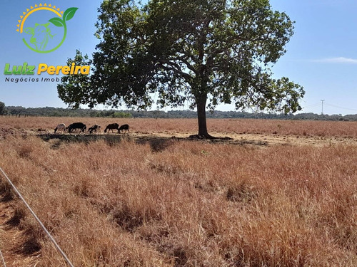 Imagem 2 de 8 de Fazenda À Venda Em Gurupi - To 1.336 Hec - (dupla Aptidão) - 1954