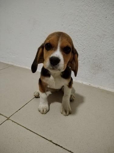 Perro Beagle