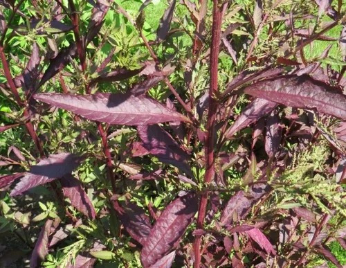 100 Semillas De Epazote Morado Planta Aromática En Tu Huerto