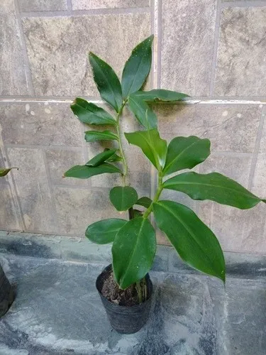 2 Plantines Costus Barbatus Jengibre Espiral Ornamental