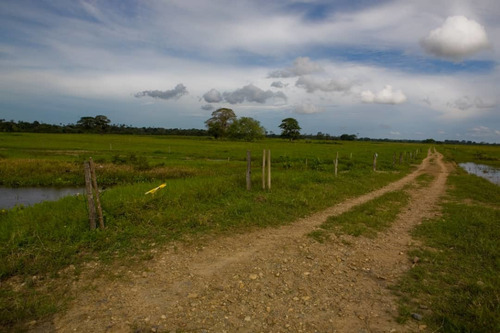 Imagen 14 de 25 de Finca Bufalina Barinas, Parroquia San Silvestre En Venta