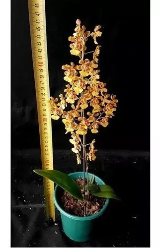 Orquídea Oncidium Flor Amarela Planta Adulta Com Vaso