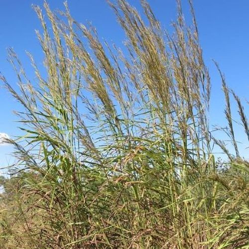 1 Kg Semillas De Andropogon Gayanus, Llanero