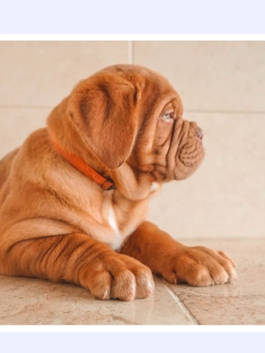 Cachorros Dogo De Burdeos 