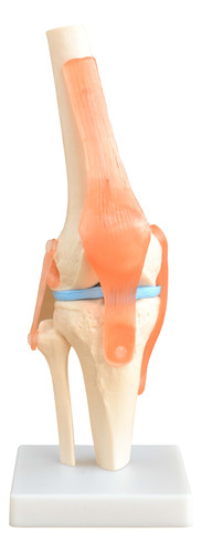 Articulación Rodilla Humana Tamaño Natural Con Ligamentos