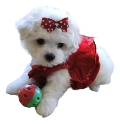 Caniche Toy Hembra Blanca Nieve 60dias, Papa Microtoy