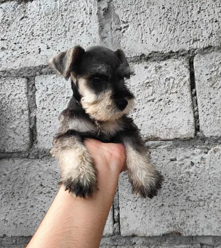 comprar Schnauzer Miniatura Entregas En Personas A Otras Ciudades