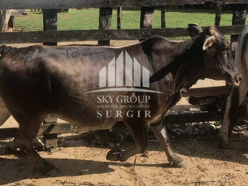 Imagen 8 de 8 de Se Vende Finca En Yaracal Falcon