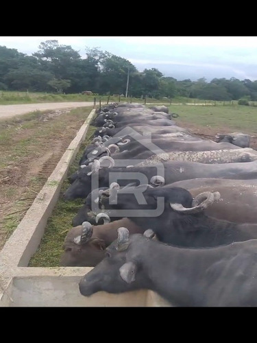 Imagem 12 de 21 de Fazenda - 229 - 70651803