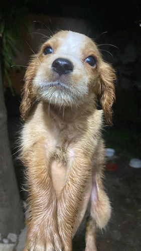 Cachorros Cocker Spaniel 2 Meses