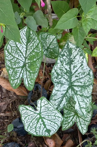 Kit 10 Caladium Branco (bulbos)