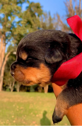 Cachorros Rottweiler