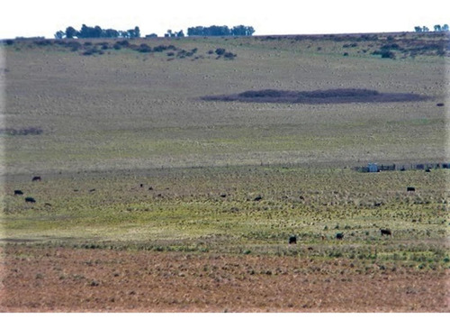 Imagen 8 de 9 de Campo De 1040 Has, Bahía Blanca, Ruta 33, Km 23 Al Oeste
