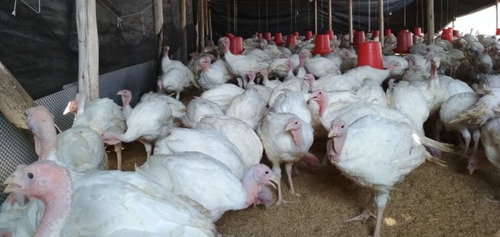 Pavo Navideño: Blanco Y Negro