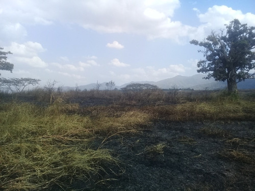 Imagen 12 de 14 de (+58 4144713559 Angela Giron) En Venta Finca En Bejuma, Carabobo. 58ha, 6hab, 2bañ, 6pe. .belgi.