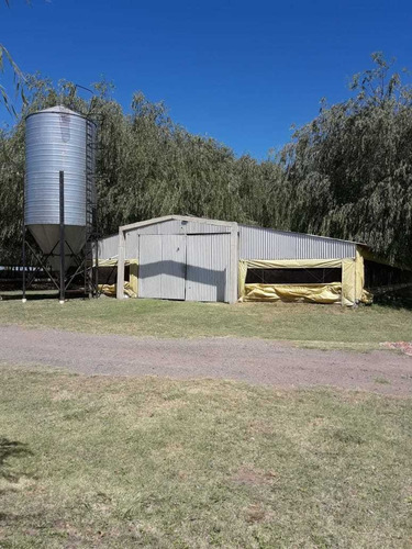 Imagen 7 de 14 de Exelente Inversion, Granja Avicola De Pollos Parrilleros