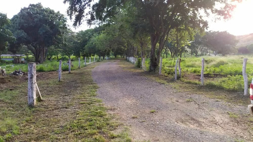 Venta Granja Integral Productiva Avicola Ganadera Y Minera Tinaquillo Edo. Cojedes Negociable Con Financiamiento Jm
